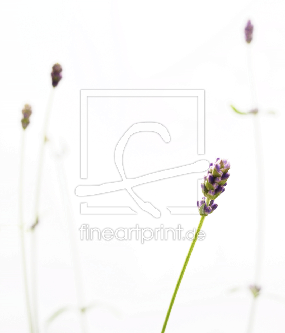 Bild-Nr.: 9795972 Lavendel erstellt von Galerie-Fotoeffekt
