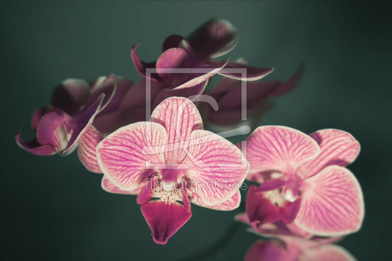 Bild-Nr.: 9860984 Die Eleganz der Orchideen | 02 erstellt von Frank Wächter