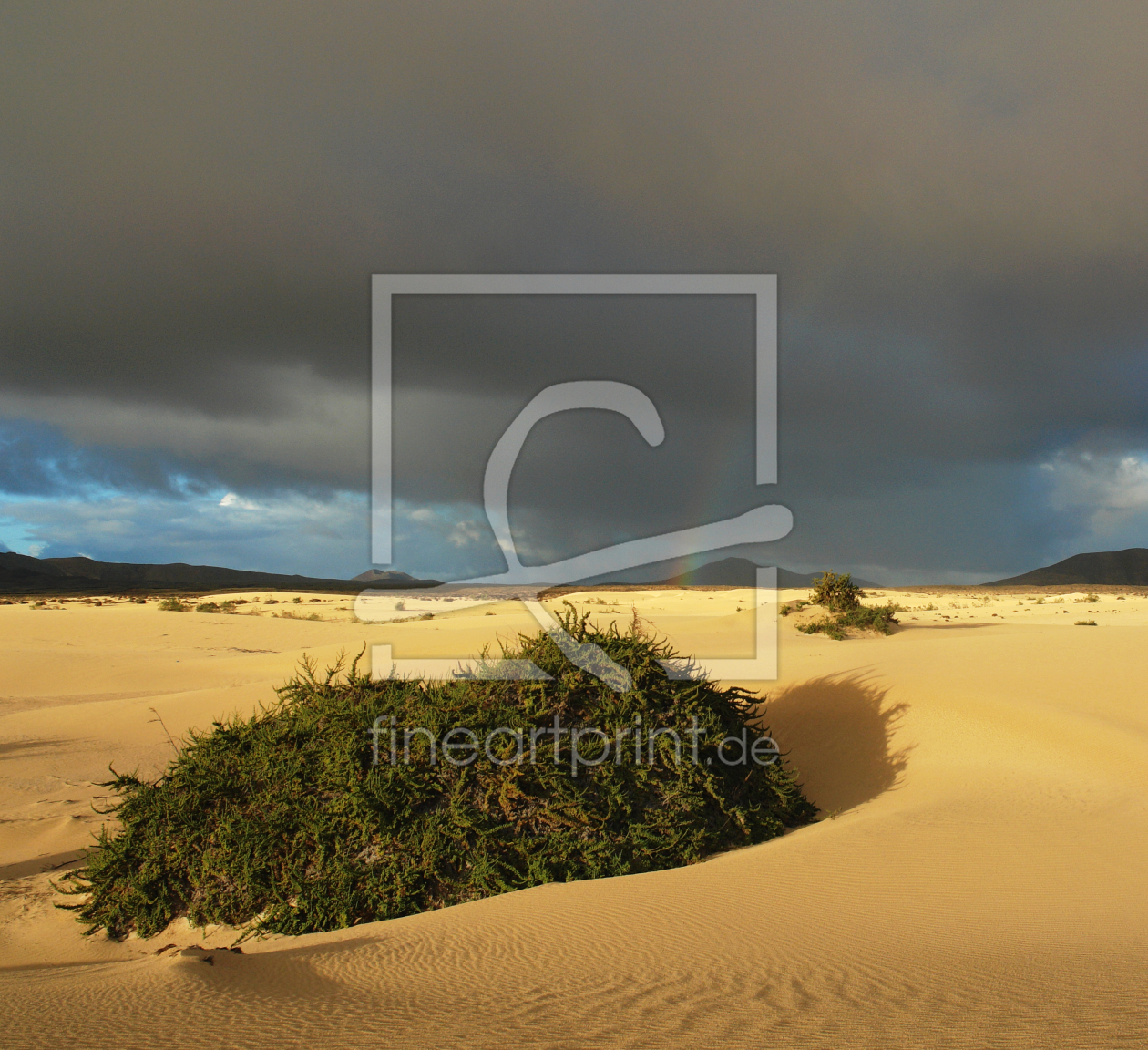 Bild-Nr.: 9958761 Dünenlandschaft auf Fuerteventura erstellt von Frank Rother