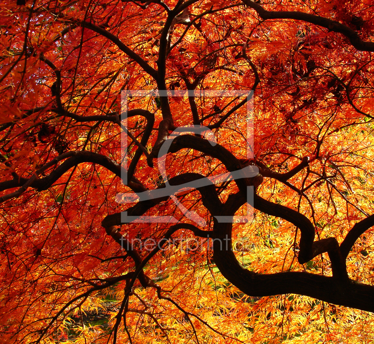 Bild-Nr.: 9959701 Japanischer Fächerahorn im Herbst erstellt von Almut Rother
