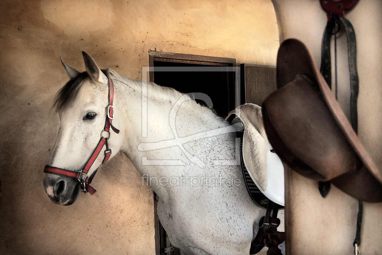 Bild-Nr.: 9987135 Going for a ride.....a Horse Portrait erstellt von IBIZAA