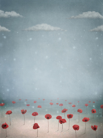 Poppies in the snow/9597442