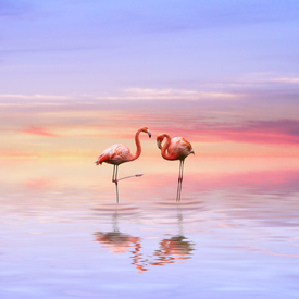 Flamingos in love/9601328