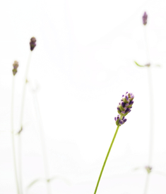 Lavendel/9795972