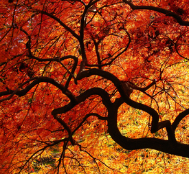 Japanischer Fächerahorn im Herbst/9959701