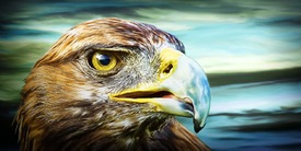 Eagle (DigiPaint)/10043433