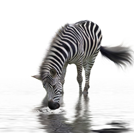 Zebra am Wasser/10253771