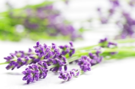 Lavendel Blüten/10547333