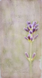 Lavendel antik/10570292