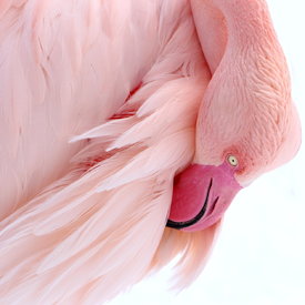 Flamingo/10876460
