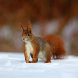 rotes Eichhörnchen im Winter/10885484