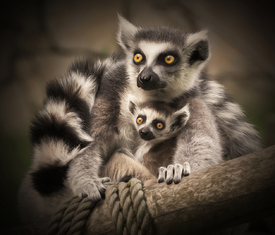 Lemuren/10995484