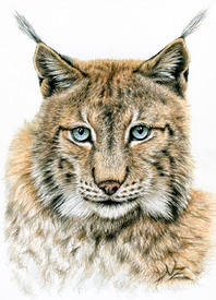 Der Luchs - The Lynx/11092453