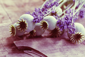 Mohn Kapsel und Lavendel Blüten im Stillleben/11276860
