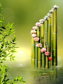 Bambus-Blüten-Orgel /11461662