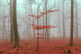 Zauber Wald in rot und türkis/11608779