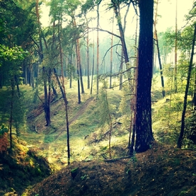 Im Wald/11652140