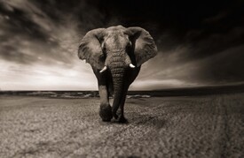 Afrika Elefant /11983956