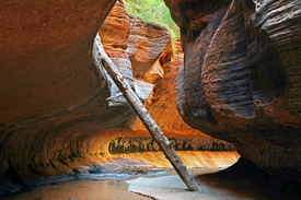 Baumstamm in The Subway im Zion Nationalpark/12050063