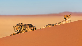 Geparde chillen im Sand/12803551
