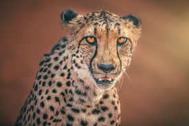 Namibia Leopard Portrait/12805793