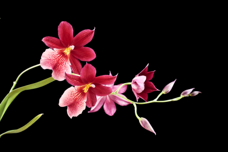 Bild-Nr: 9561062 Orchideenrispe Erstellt von: bilderwerk