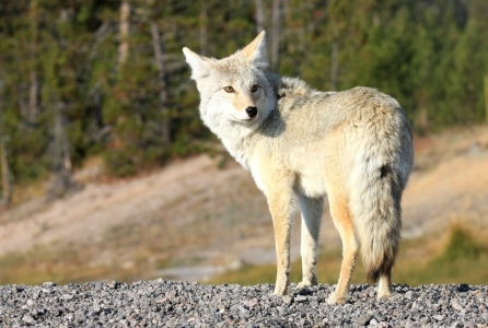 Bild-Nr: 9561388 Wildlife Wolf im Yellowstone Nationalpark Erstellt von: Marcel Schauer