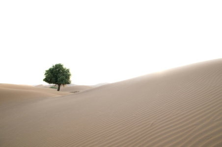 Bild-Nr: 9638418 wie kommt der Baum in die Wüste Erstellt von: danielschoenen