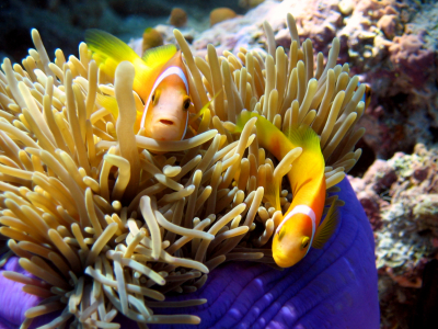 Bild-Nr: 9654114 Anemonenfische Erstellt von: Malediven-Bilder-de