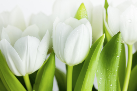 Bild-Nr: 9655992 Weiße Tulpen Erstellt von: Nailia Schwarz