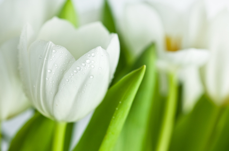 Bild-Nr: 9655994 Weiße Tulpen Erstellt von: Nailia Schwarz