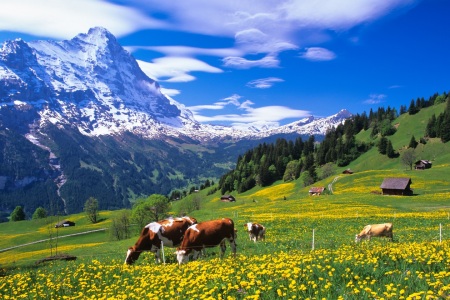Bild-Nr: 9730876 Alpiner Frühling Erstellt von: suteracher