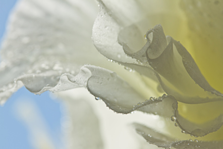Bild-Nr: 9734018 weiße Gladiole ganz nah Erstellt von: lightart