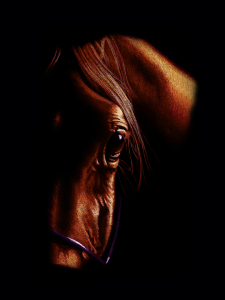 Bild-Nr: 9811654 Der Blick des Pferdes Erstellt von: Mausopardia