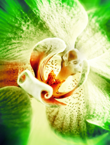 Bild-Nr: 9843862 Orchidee  Erstellt von: Galerie-Fotoeffekt