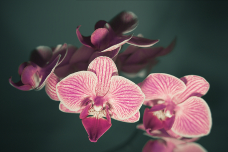 Bild-Nr: 9860984 Die Eleganz der Orchideen | 02 Erstellt von: Frank Wächter