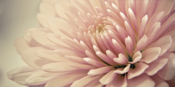 Bild-Nr: 9890414 Chrysanthemum | 01 Erstellt von: Frank Wächter
