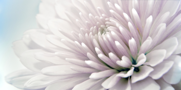 Bild-Nr: 9901784 Chrysanthemum | 07 Erstellt von: Frank Wächter