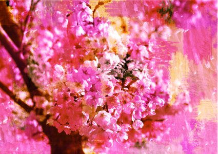 Bild-Nr: 9992607 Kirschblüte Erstellt von: Atteloi