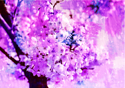 Bild-Nr: 9992611 Kirschblüte Erstellt von: Atteloi