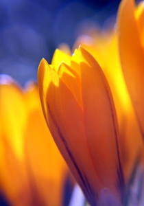 Bild-Nr: 10002153 Leuchtender Frühling Erstellt von: youhaveadream