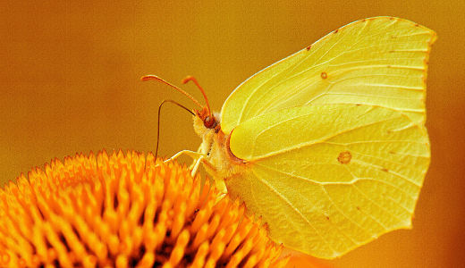 Bild-Nr: 10002935 Schmetterling Erstellt von: Atteloi