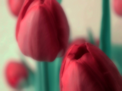 Bild-Nr: 10007427 tulips, tulips Erstellt von: Birgit Presser