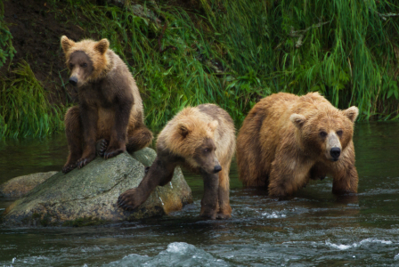 Bild-Nr: 10027325 Braunbären Familie in Alaska Erstellt von: MaxSteinwald