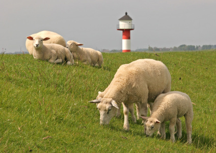 Bild-Nr: 10071851 Schafe und Leuchtturm auf einem Elb-Deich   Erstellt von: reisefoto