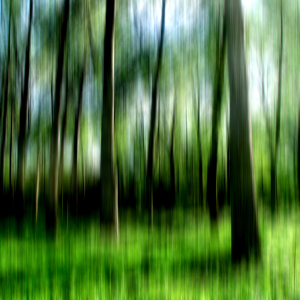 Bild-Nr: 10092466 Der Wald Erstellt von: yammay
