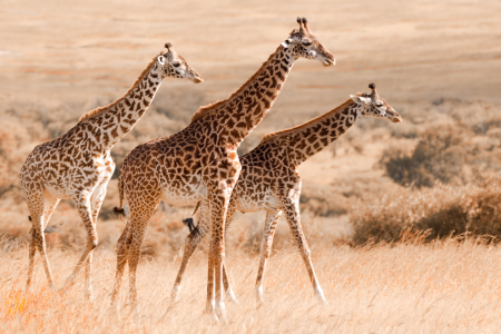 Bild-Nr: 10192530 Out of Africa Erstellt von: Safarifotografie