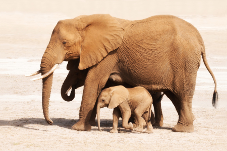 Bild-Nr: 10197161 Elefanten-Mama mit Kind Erstellt von: Safarifotografie