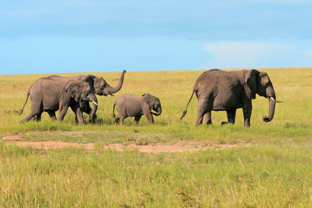 Bild-Nr: 10211845 Elefanten-Polonaise Erstellt von: Safarifotografie