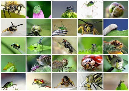 Bild-Nr: 10266557 posing insects Erstellt von: Birgit Presser